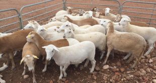 Luis Miguel Zapata, docente de Utzac, crea tecnología que podría revolucionar el manejo ganadero en México